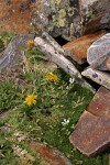 Alpine Sandwort & __________ among rocks on Baldy summit
