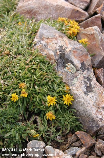 {unidentified} among rocks on Baldy summit