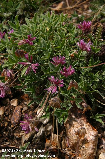 Alpine Clover