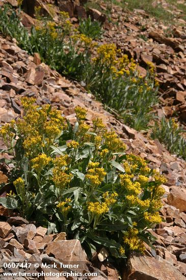 Tall Blacktip Ragwort (Slide Butterweed) on scree slope