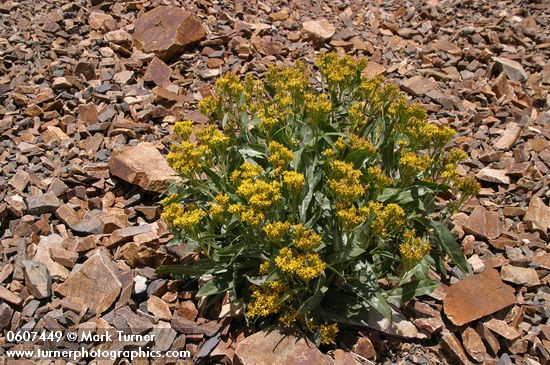 Tall Blacktip Ragwort (Slide Butterweed) on scree slope