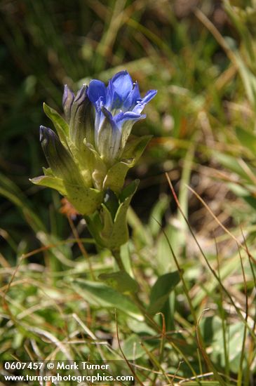 Parry's Gentian (Mountain Gentian)