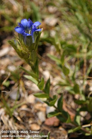 Parry's Gentian (Mountain Gentian)