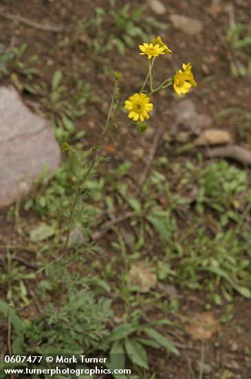 Yellow Ragweed (Ragleaf Bahia)
