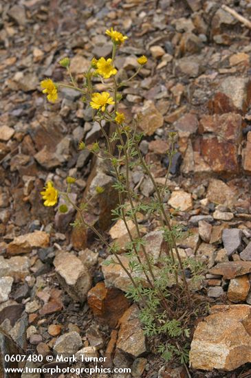 Yellow Ragweed (Ragleaf Bahia) on scree slope