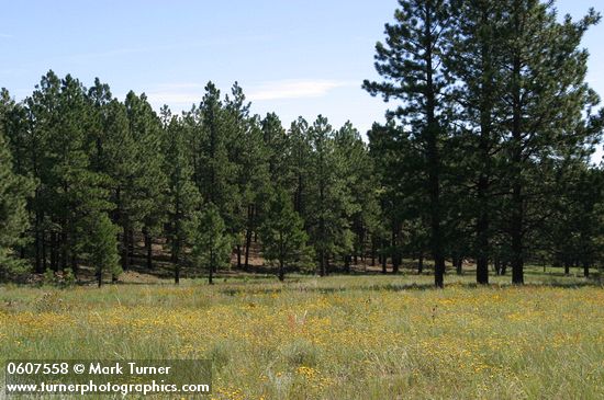 Ponderosa Pines around meadow of Hairy False Goldenaster, Scarlet Gilia