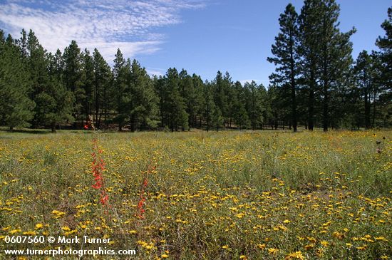 Ponderosa Pines around meadow of Hairy False Goldenaster, Scarlet Gilia