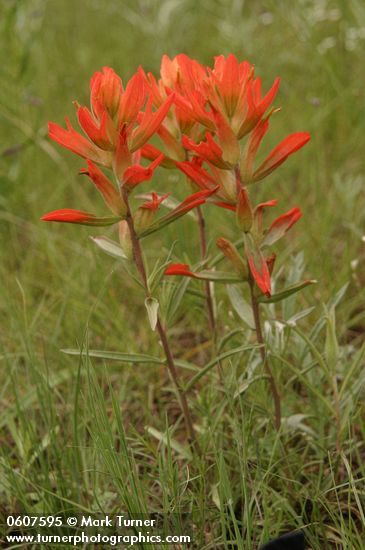 Foothills Paintbrush (Wholeleaf Paintbrush)