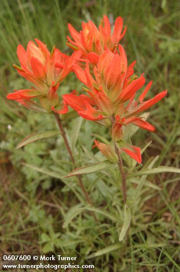 Foothills Paintbrush (Wholeleaf Paintbrush)