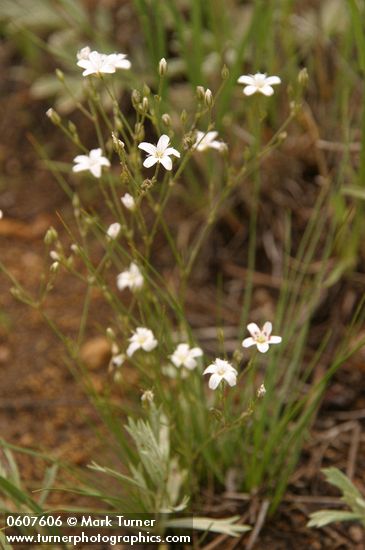 Fendler's Sandwort