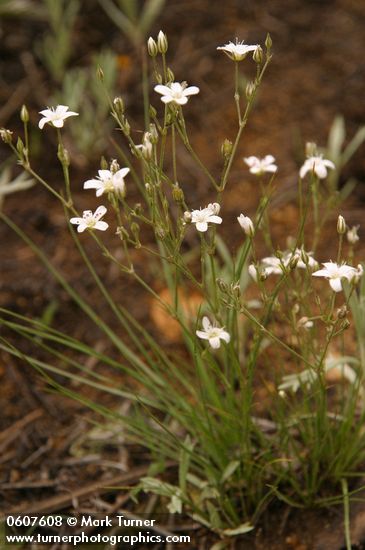 Fendler's Sandwort