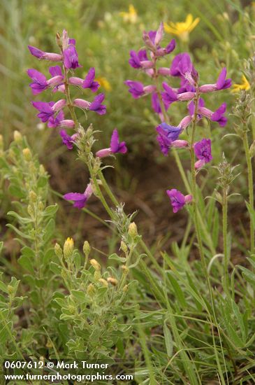 Purple Locoweed