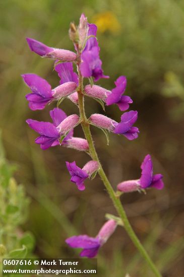 Purple Locoweed blossoms detail