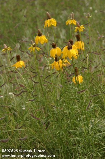 Prairie Coneflower (Mexican Hat)