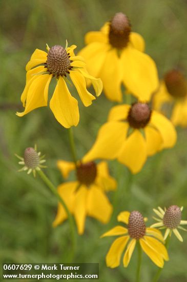 Prairie Coneflower (Mexican Hat) blossoms detail