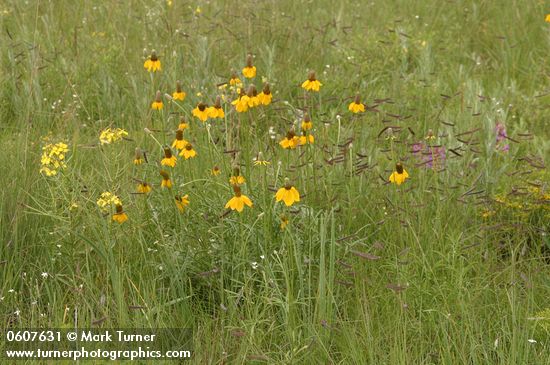 Prairie Coneflower (Mexican Hat), Rough Wallflower among Blue Gramma grass