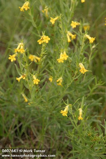 Wayside Gromwell (Manyflowered Stoneseed)