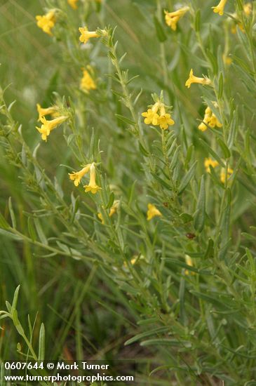 Wayside Gromwell (Manyflowered Stoneseed)