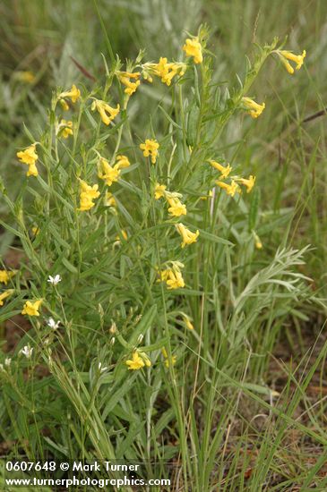 Wayside Gromwell (Manyflowered Stoneseed)