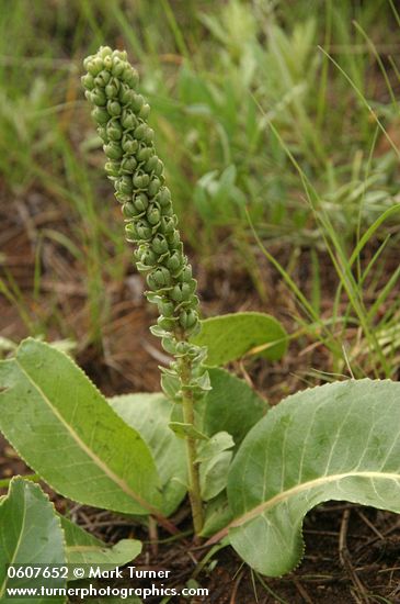 White River coraldrops (Kittentails) in fruit