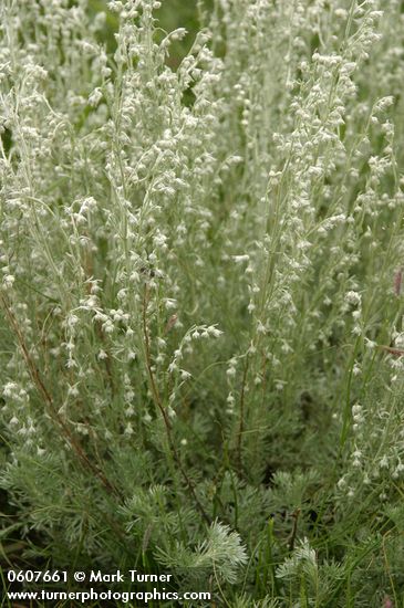 Fringed Sage (Estafiata, Prairie Sagewort)