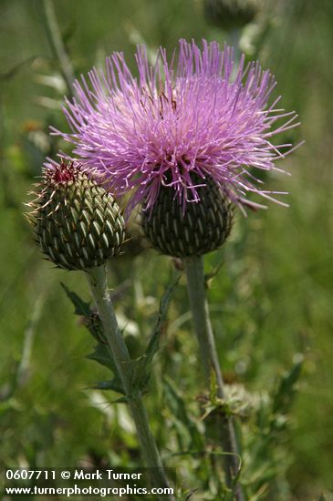 Wavyleaf Thistle blossom