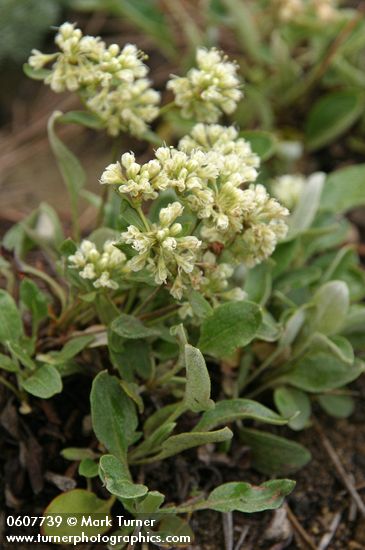 Antelope Sage (James' Buckwheat)