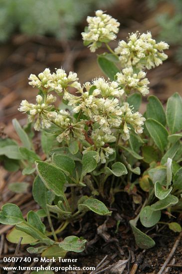 Antelope Sage (James' Buckwheat)