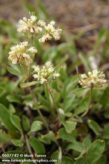 Antelope Sage (James' Buckwheat)