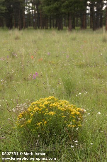 Broom Snakeweed in meadow