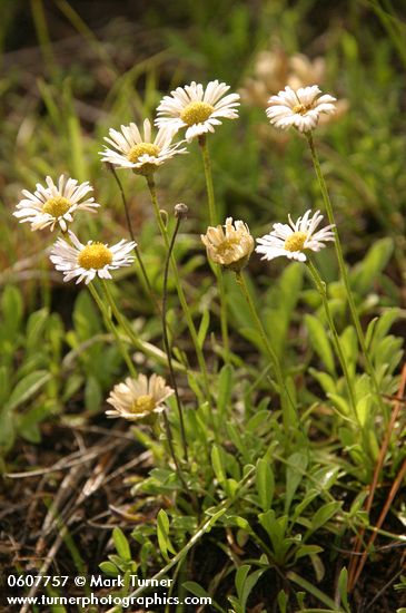 Trailing Fleabane