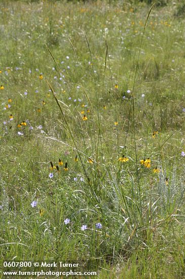 Meadow of Flax, Mexican Hat
