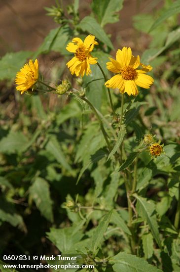 Cowpen Daisy (Golden Crownbeard)