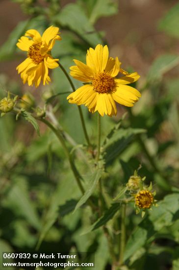 Cowpen Daisy (Golden Crownbeard) blossoms