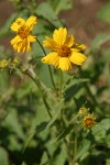Cowpen Daisy (Golden Crownbeard) blossoms