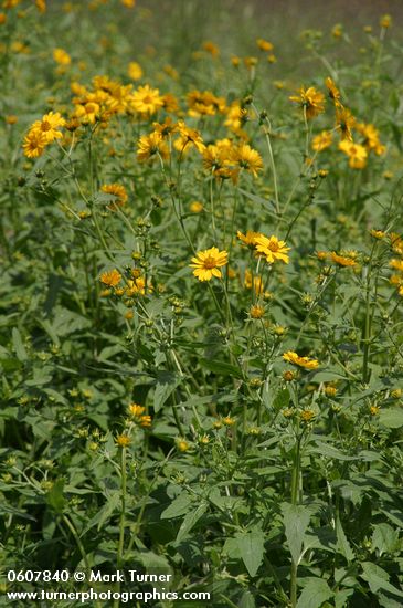 Cowpen Daisy (Golden Crownbeard)