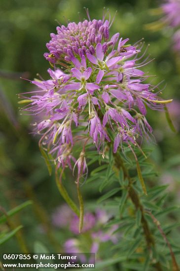 Rocky Mountain Bee Plant blossoms detail