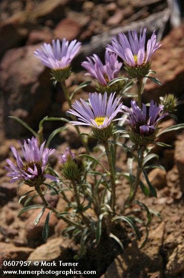 Tall Townsend Daisy (Tall Easterdaisy)