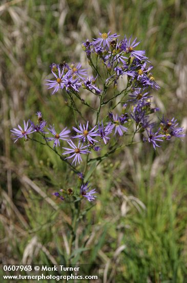 Tansy Aster (Hoary Tansyaster)