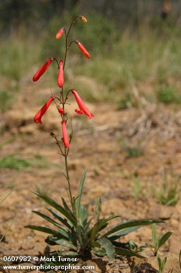 Scarlet Penstemon (Beardlip Penstemon)