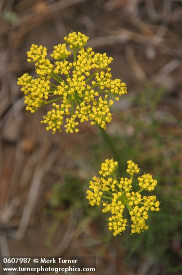 Sessileflower Indian Parsley blossoms