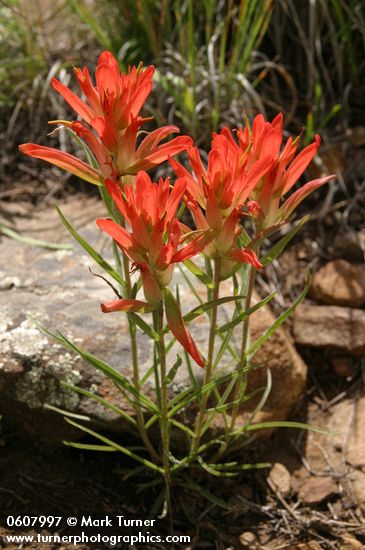 Foothills Paintbrush (Wholeleaf Paintbrush)