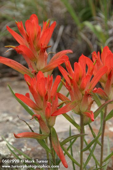 Foothills Paintbrush (Wholeleaf Paintbrush) bracts detail