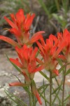 Foothills Paintbrush (Wholeleaf Paintbrush) bracts detail