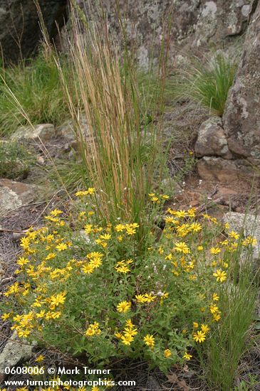 Hairy False Goldenaster