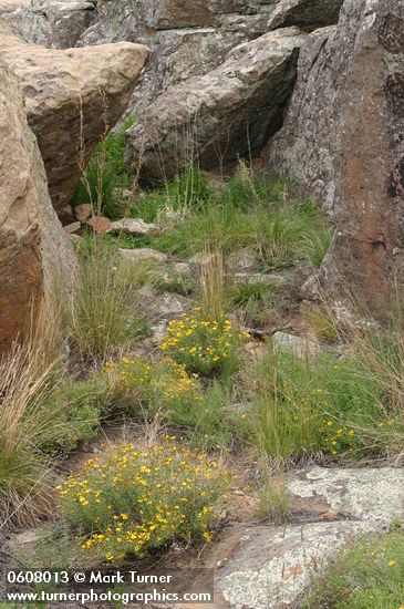 Hairy False Goldenasters among sandstone boulders