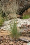 Grass clump among sandstone boulders