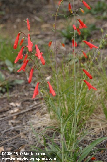Scarlet Penstemon (Beardlip Penstemon)