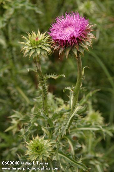 Musk Thistle