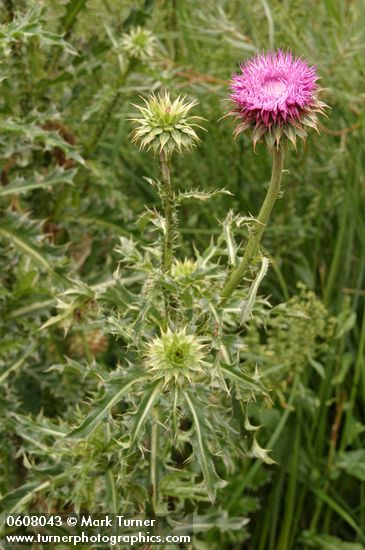 Musk Thistle